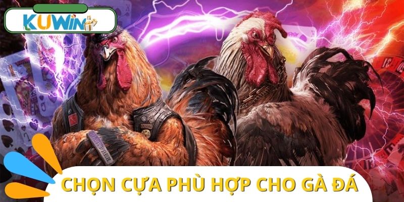 Biết gà đá của mình phù hợp cựa nào để chiến chuẩn hơn