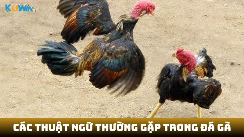 Các thuật ngữ thường gặp trong đá gà