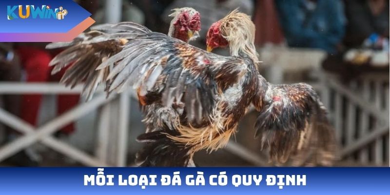 Mỗi loại đá gà có quy định