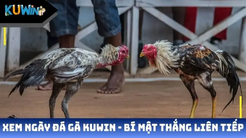 Xem ngày đá gà